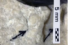 Foto (Detailansicht) von Konidromites gibbus (Reuss 1858) (NHMW-GEO-1990-0041-0265)